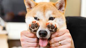 dog nail care the do s and don ts in