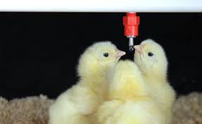 How Does Taste Influence Broiler Water Consumption