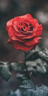Rose Flower Wallpaper Rose Flower