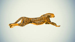 200 cheetah wallpapers wallpapers com