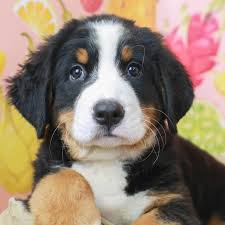 Maybe you would like to learn more about one of these? Bernese Mountain Dog Puppies Puppies Puppies For Sale Bernese Mountain Dog Puppy