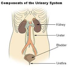 Seer Training Components Of The Urinary System