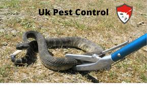 Snake Control In Bd Uk Pest Control Bd
