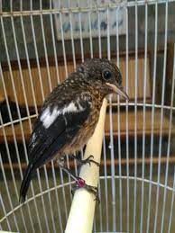 Burung decu kembang little pied flycatcher is a species of bird in the family muscicapidae. Jual Burung Decu Masih Trotol Dari Lolohan Di Lapak Galuh Putut Saputro Sh Bukalapak