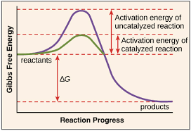 Enzymes And The Active Site Introduction To Enzymes Khan