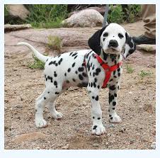Find dalmatian puppies for sale and dogs for adoption. The Most Common Dalmatians For Sale Debate Isn T As Simple As You May Think Dog Breed