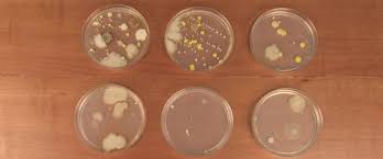 growing bacteria in petri dishes
