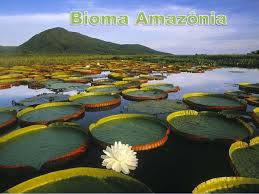 Resultado de imagen para bioma amazonico