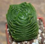 Resultado de imagem para crassula pyramidalis