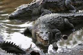 Kuvahaun tulos haulle kuva krokotiili