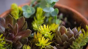 How To Grow Succulents Miraclegro