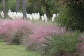 Ornamental grasses are low maintenance.perfect as deer resistant ground cover. Ornamental Grass For Shade Gardens Choosing Shade Loving Ornamental Grass