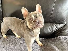 french bulldogs for adoption