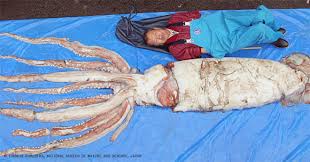 dna study reveals enigmatic giant squid