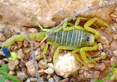 scorpion venom ask a biologist