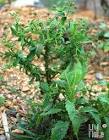  ต้นหนาดดอยต้นหนาดดอย (Winged Spermatowit) ขอทราบสรรพคุณด้านสมุนไพรรักษาโรคของต้นหนาดดอย และขอทราบข้อมูลด้านการใช้ในการเกษตรว่าสามารถนำมาใช้เป็นสมุนไพรกำจัดโรคหรือแมลงในพืชได้หรือไม่ หากได้จะสามารถนำมาใช้กำจัดโรคหรือแมลงชนิดไหนได้และสารออกฤทธิ์คืออะไรครับ