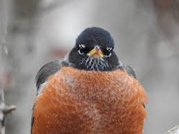 Chonky Robin!! : r/birding