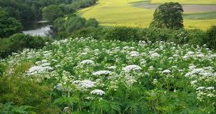 Spotted In Surrey Giant Hogweed The Plant That Can Give You Third