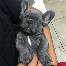 They're quickly becoming a favorite dog breed and have taken a high 4th place in 2018 according to the akc. French Bulldog Blue French Bulldog Puppies French Bulldog Puppies Bulldog Puppies