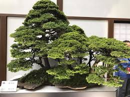 saburo kato bonsai master for the ages