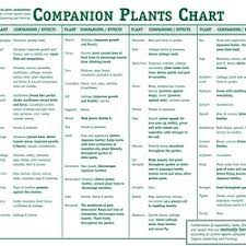 Companion Planting Vegetable Gardening Plant Companions