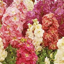 fragrant bedding mix at suttons seeds