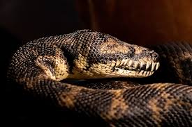 carpet python reptile shows