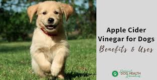 apple cider vinegar for dogs uses and