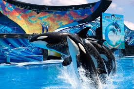 seaworld parks introduce choose your