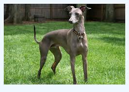 Adopt or surrender an italian greyhound throughout the united states, learn about volunteer opportunities, or reach out to your local italian greyhound rescue organization for. Italian Greyhound Puppies Choosing The Right Strategy Dog Breed
