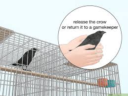 3 ways to catch crows wikihow