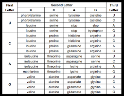 Comprehensive Mrna Transcription Chart Protein Synthesis