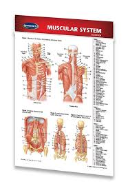 Muscular System Medical Pocket Chart Quick Reference Guide By Permacharts