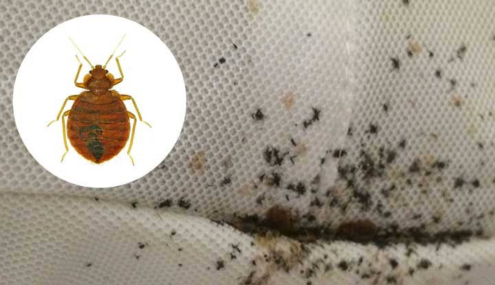 Tìm Hiểu Về Rệp Giường Và Vết Rệp Cắn - VICAS.VN