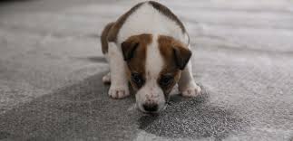 why does my dog on carpet and how