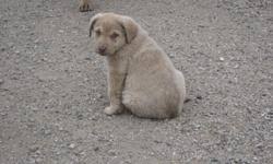 Gorgeous, purebred, unregistered chesapeake bay retriever puppies. Chesapeake Bay Retreiver Puppies For Sale In Kitscoty Alberta Nice Pets In Canada