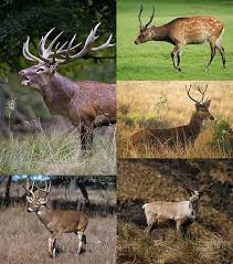Deer Wikipedia