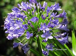 Maybe you would like to learn more about one of these? Hoe And Shovel Agapanthus Purple Flowering Plants Agapanthus Florida Flowers