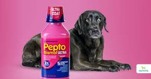 is pepto bismol safe for dogs dogs
