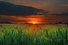 Image result for prairie sunset with cornfield photos