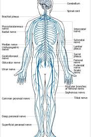 Nerve Chart Spinal Cord Body Nervous System Femoral Nerve