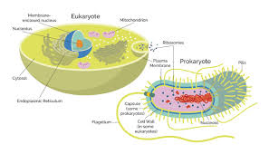 Plant cells have a cell wall, a large central vacuole, chloroplasts, and other specialized plastids, whereas animal cells do not. Prokaryotes Vs Eukaryotes What Are The Key Differences Technology Networks