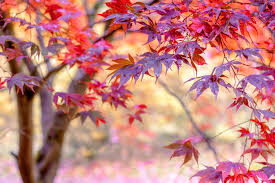 How To Plant And Care For A Bloodgood Japanese Maple Tree