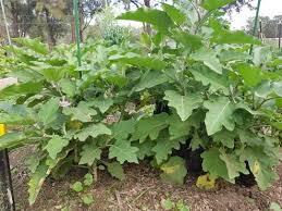 Organic Gardening Cogs