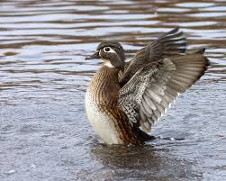 If you like wood duck house, you might love these ideas. Improve Habitat With Proper Wood Duck Box Placement Waterfowl Properties