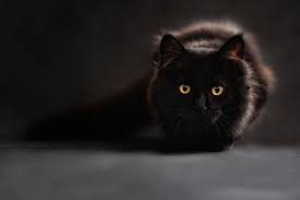brown and black cat free stock photo