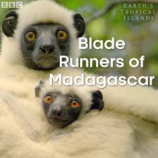 Madagascar is a dream destination for outdoors enthusiasts â. Bbc Earth Earth S Tropical Islands Madagascar S Sifakas Facebook