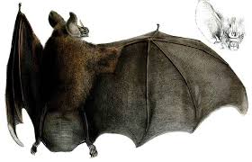the new world leaf nosed bat radiation