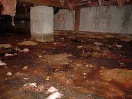 your crawl space can affect your health