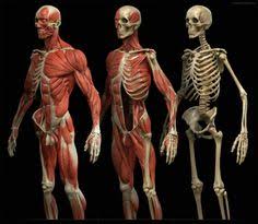 Find anatomical chart human body. 8 Anatomical Overlays Ideas Anatomy For Artists Anatomy Art Human Figure